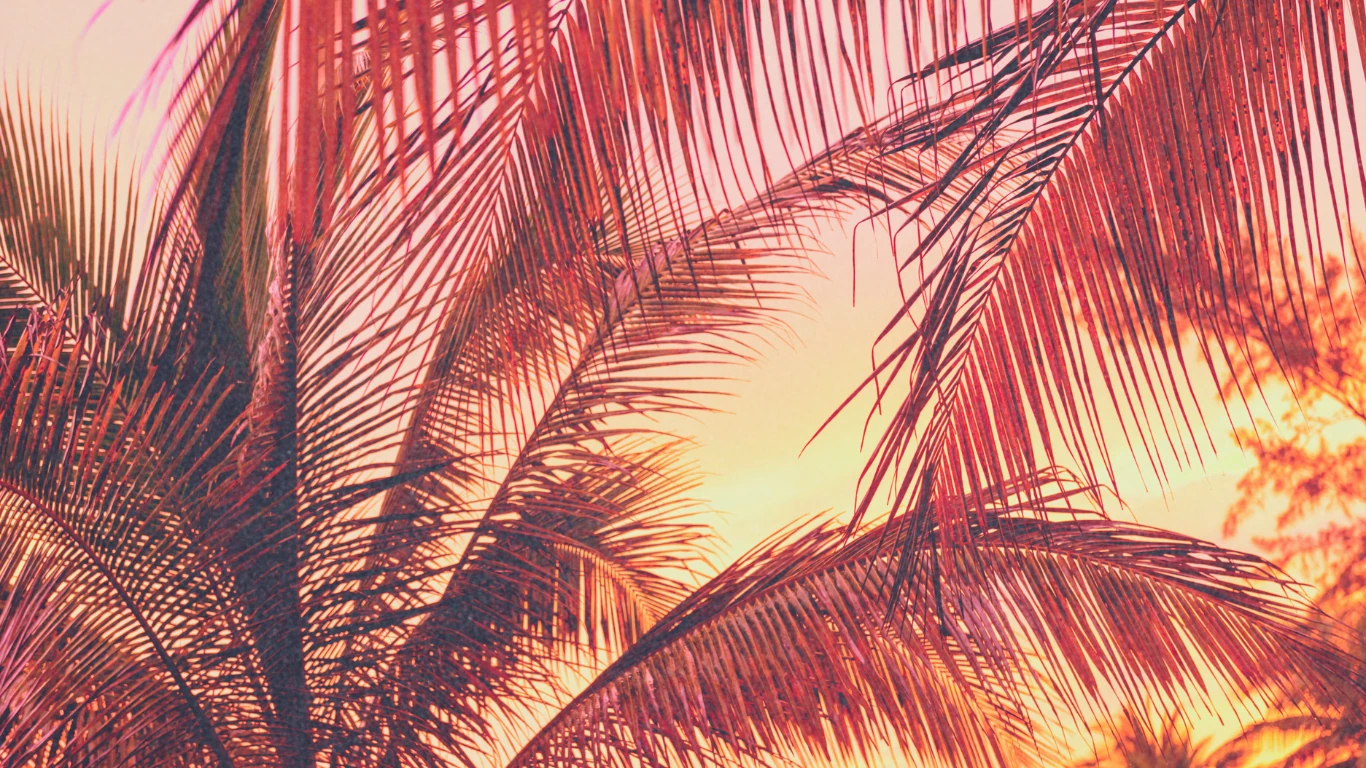 Palm leaves against a warm tropical sunset